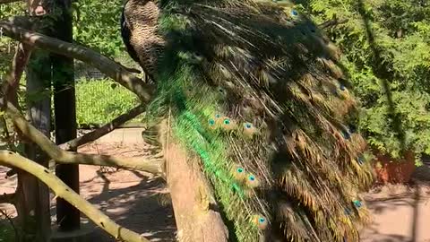 Peacock