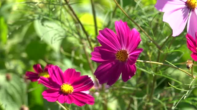 a variety of beautiful cosmos blooming in the fall 7