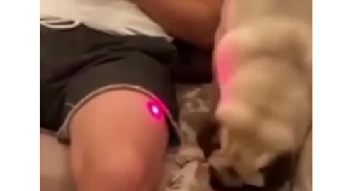 Funny dog video