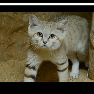 Did You Know? Sand Cats || FACTS || TRIVIA