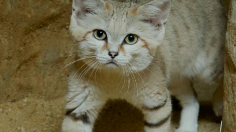 Did You Know? Sand Cats || FACTS || TRIVIA