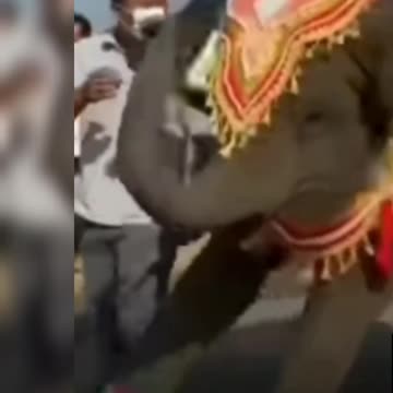 Elephant Bihu Dance