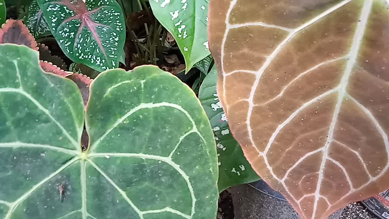 Rare Elephant Ear Flower