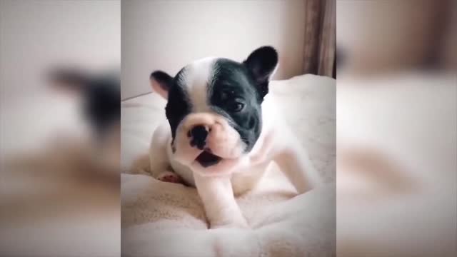 Baby dog ​​sings