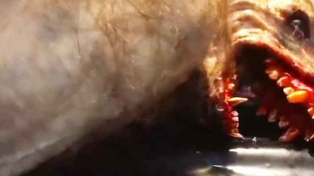 Wolfman is injured in india