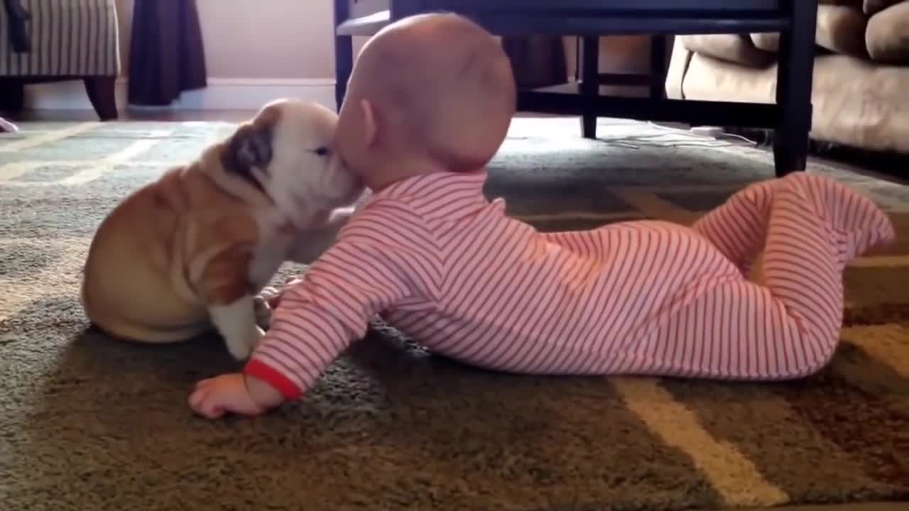 Cute Babies Love Funny Dogs Compilation