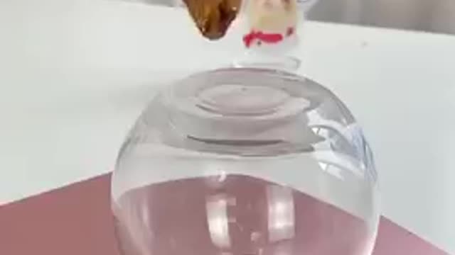 Cat masty video