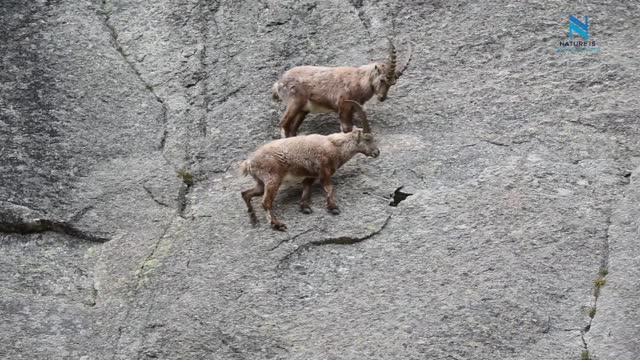 Mountain Climbing Goats