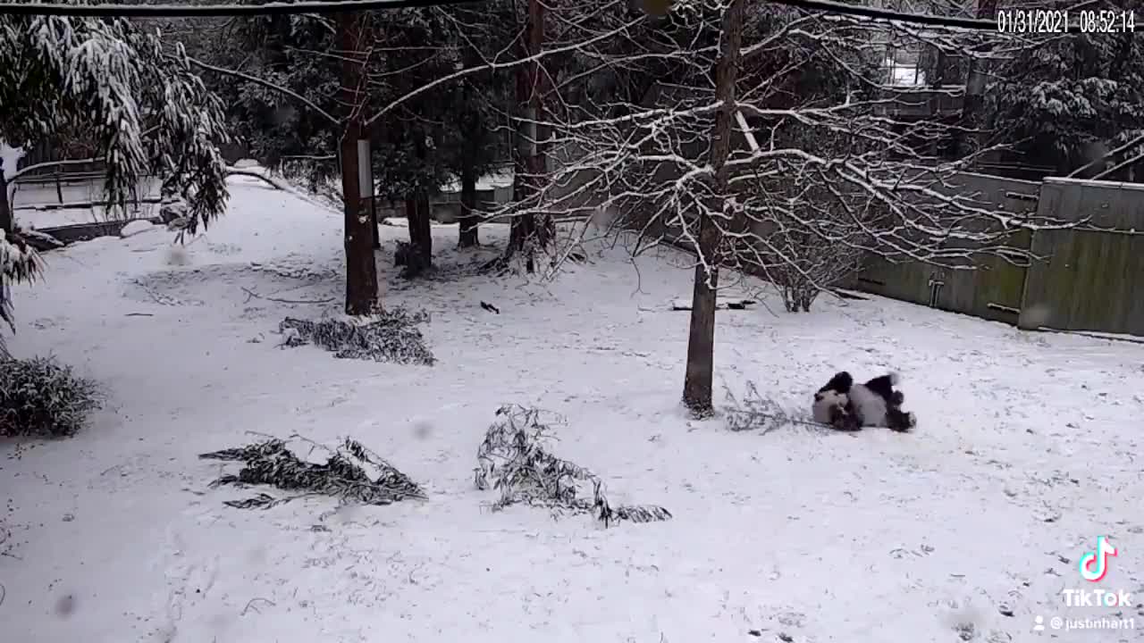 Dan Scavino's Panda Slide