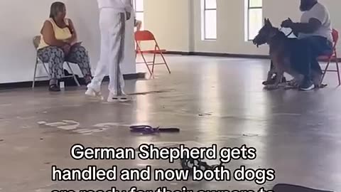 Aggresive Dog Trainer