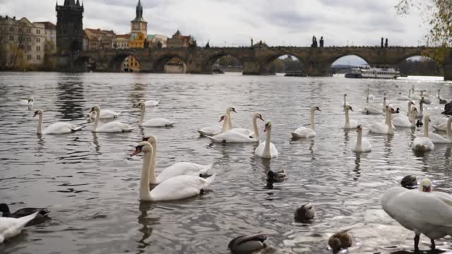 Swans swimming on the banks of a river