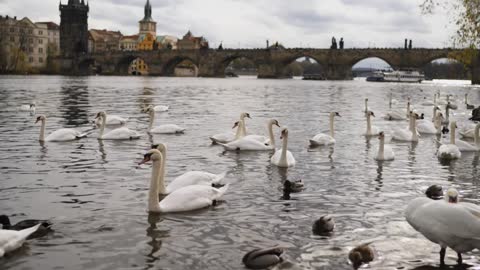 Swans swimming on the banks of a river