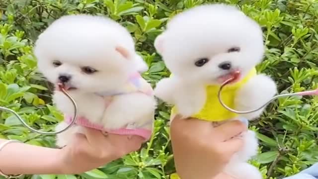 mini pomerania