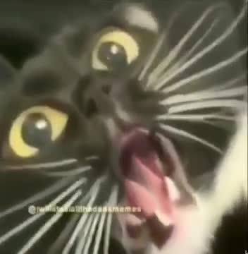 Content Aware Scale Cat