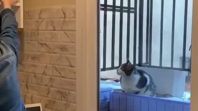 Smart cat thinking how to eat