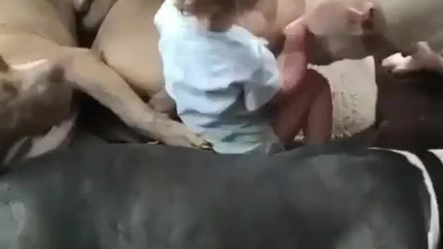 Pitbulls and baby best friends
