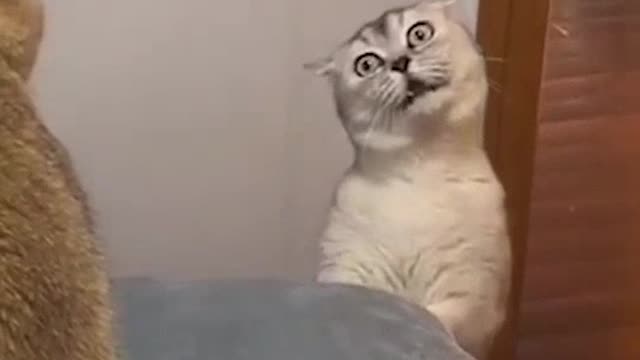 Cats' quarrel may have been more serious this time 🤣