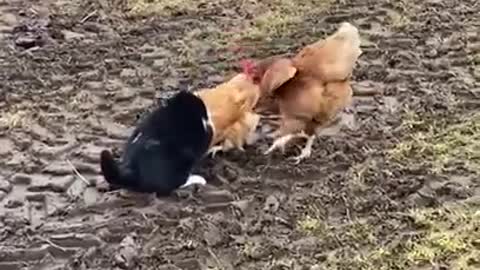 Cutest Cat FIGHT cat vs hen