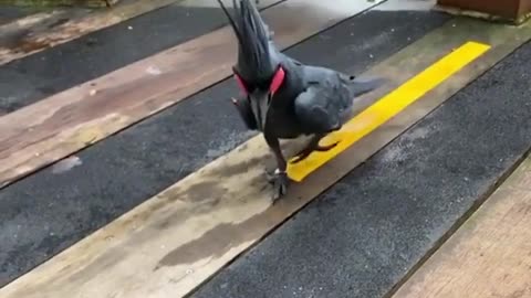 Gorgeous Palm Cockatoo