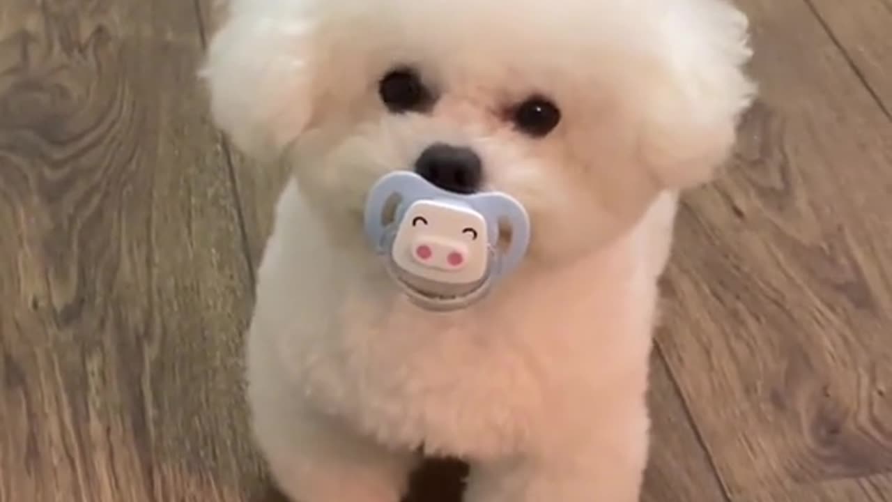 so cute dog