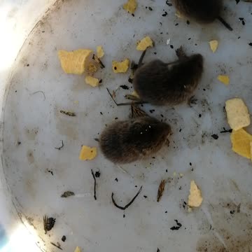 Wild mouse in confusion from the fact that their are feeding a person