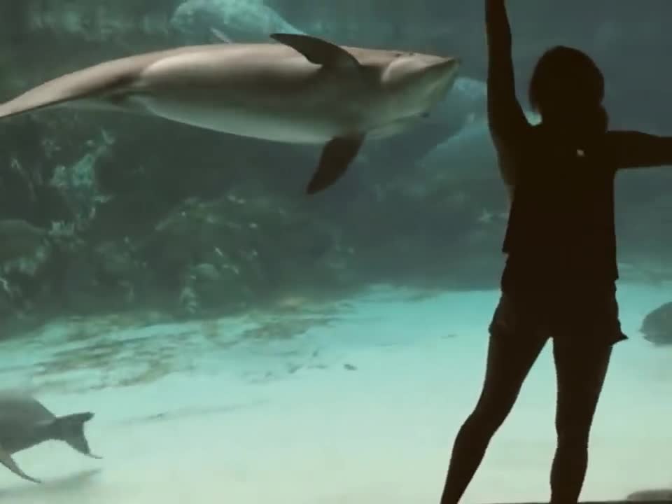 Girl Makes Dolphin Laugh