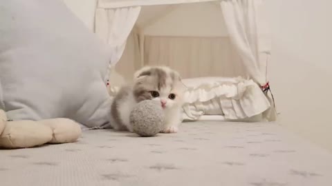 Cute Kitten Short Leg !!