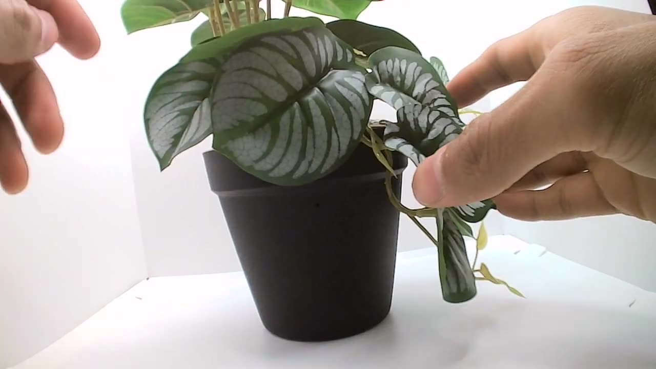 Wifi Plant Camera