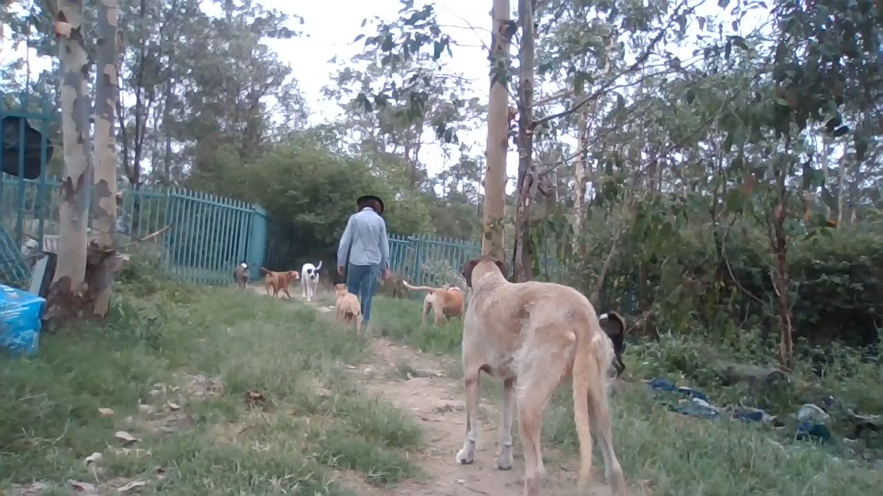 little walks with pack of puppy dogs, all dogs are puppies at heart.