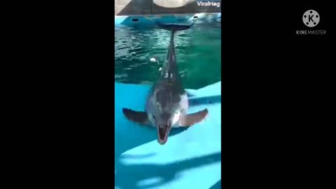 Cute dolphin 🐬🐬🐬🐬🐬🐬