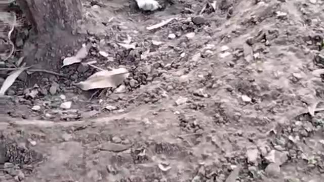 Cat🐈 Video By Kingdom of Awais