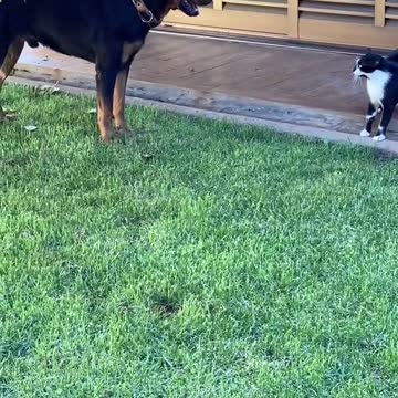 🐶 Who's boss me or the cat