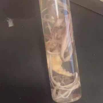 we are seeing. loads of this inside deceased constantly now