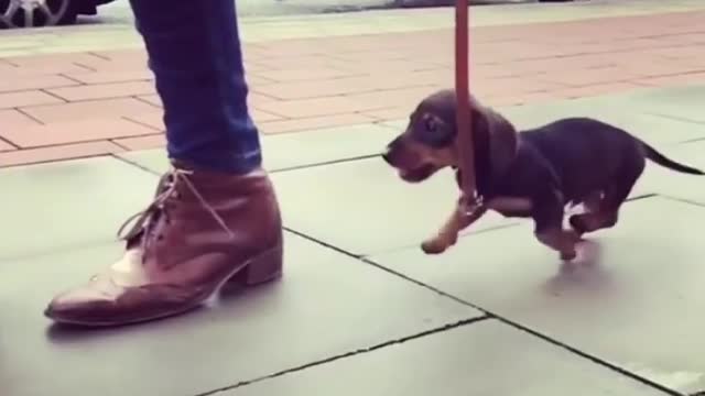 Lead the dog to the road