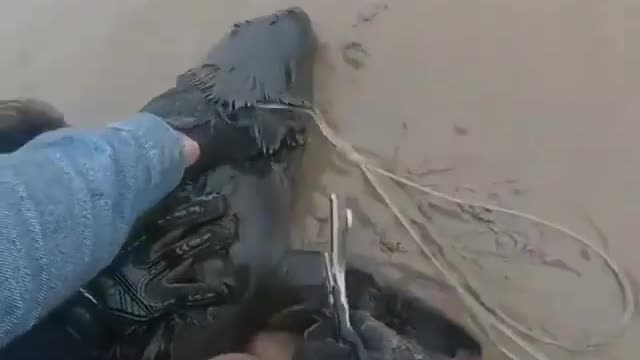 Seal rescue