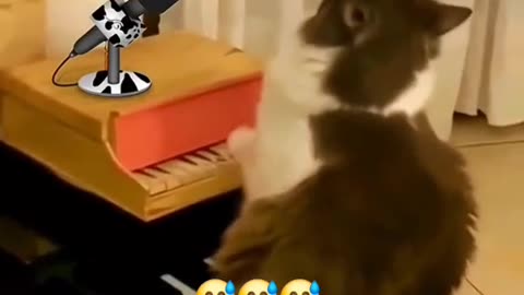 That's my 🐱cat