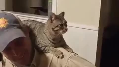 Gatinhos Espirrando como você nunca viu MUITO FOFO!!!