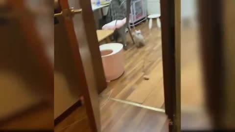 Baby Cats - Cute and Funny Cat Videos