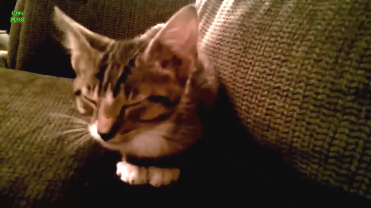 Chats Et Chatons Drôles Miauler. Compilation