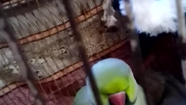 Parrot is sleeping in winter so cuetly