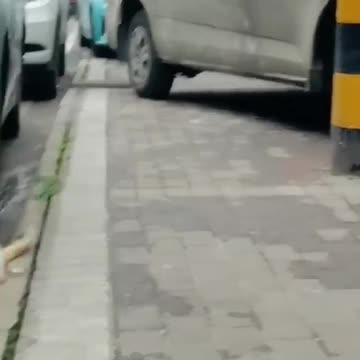 Cat fitjng,cat, jump ropes