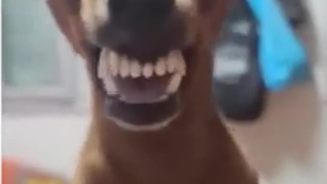 Dog showing teeth smiling very dog funny. :D