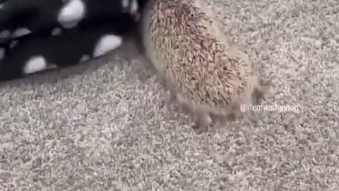 Hedgehog Attacks Everything