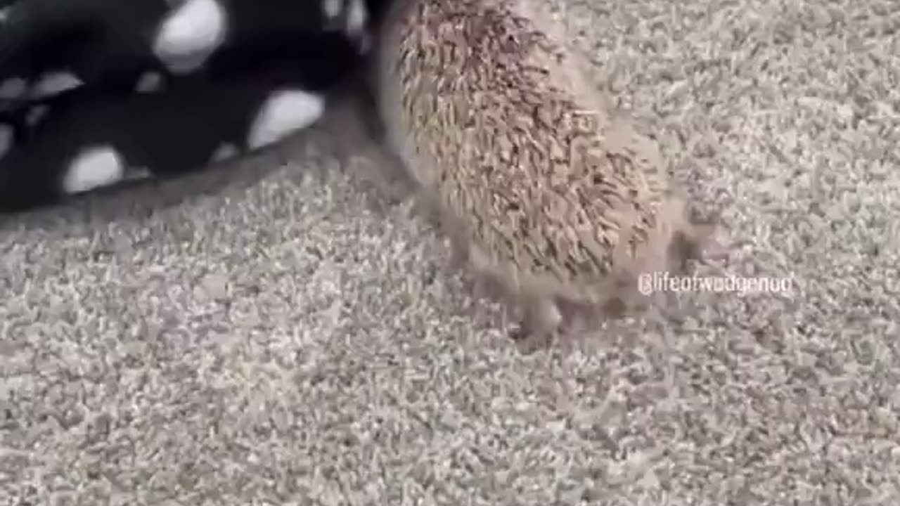 Hedgehog Attacks Everything