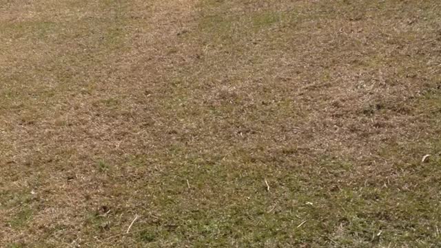 Goober the Baby Goat Gets Stuck