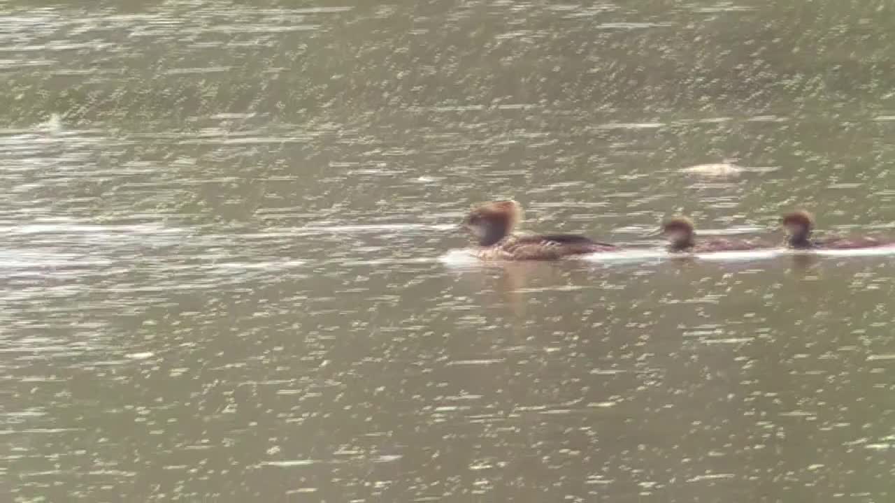 94 Toussaint Wildlife - Oak Harbor Ohio - Family Speeding Down The River.