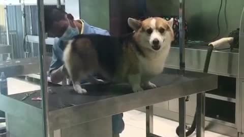 Corgi at groomers on top of table smiles as it sees camera