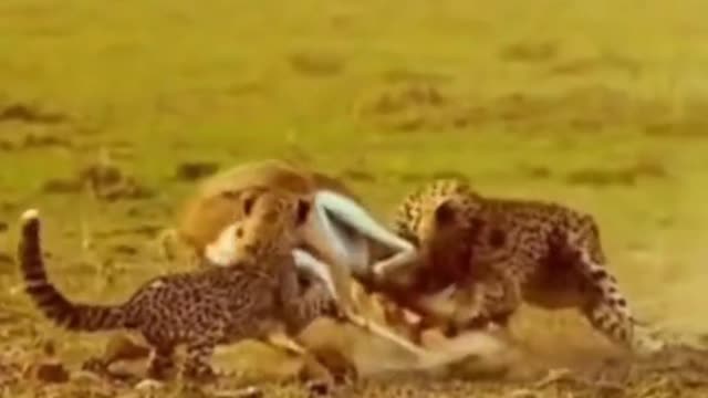 The cheetah bit the deer by the neck and the deer became food for the three cheetahs