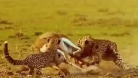 The cheetah bit the deer by the neck and the deer became food for the three cheetahs