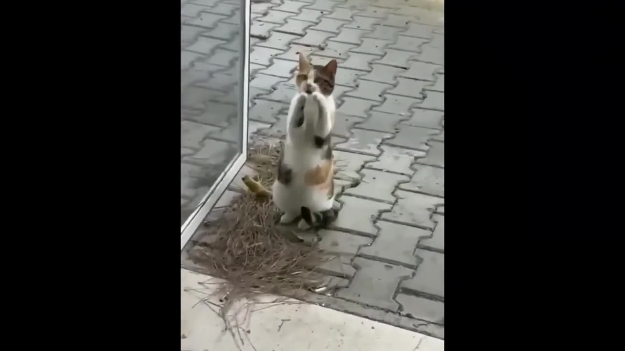 Funny cats